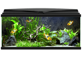 Fish Tank Aquarium PNG File HD