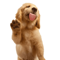 Black Labrador Retriever Png - Golden Retriever Waving