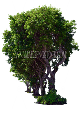 Tree Png Stock Photos - Tree