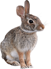 Wild Rabbit Animal Png Image - Transparent Background Transparent Animals