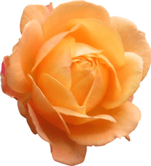 Orange Rose Png 1 Image - Orange Flower Png