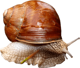 Snail Png - Flash Card Of Snail