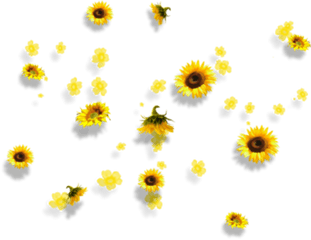 Yellow Flowers Aesthetic Tumblr Falling - Transparent Background Png Aesthetic