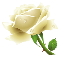 White Rose Png Image Flower White Rose Png Picture