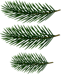 Pine Tree Clipart Line Art - Pine Tree Branch Clip Art Png