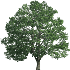 Trees Png Hd Pictures - Vhvrs Transparent Background Big Tree Png