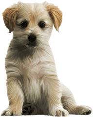 Dog Png Cute