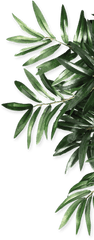 Palm Frond Png - Be Organics Leaf Natural Android Free Olive Green Leaves Png