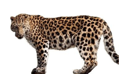 Jaguar Png Images Download