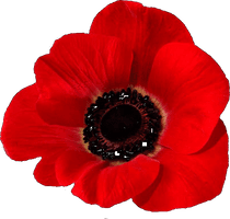 Plant Flower Fields Flanders In Remembrance Poppy - Free PNG