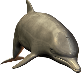 Png Transparent Background Image - Dolphin White Background