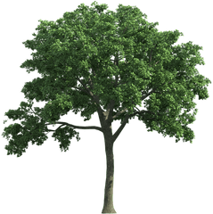 Oak Tree Png Free Image - Ulmus Png