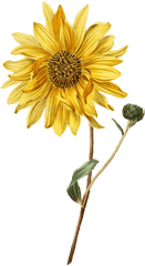 Sunflower And Bud Transparent Png - Stickpng Simple Sunflower Watercolor Painting