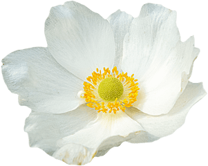 Download Free Png White - Png File White Flower Png