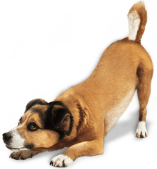 Dogs Png Image Without Background - Dog Png