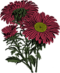 Fall Flowers Png - Dover Royalty Free Flowers