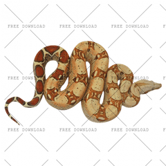 Png Image With Transparent Background Anaconda