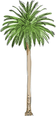 Palm Tree Png Photos - Artificial Palm Trees