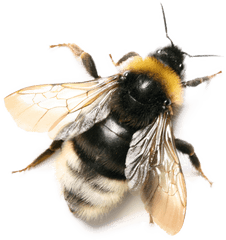 Bee Picture Png Images Download Honey - Free Honey Bee Bee Transparent Background