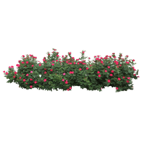 Pink Plant Shrub Tree Roses Centifolia - Free PNG