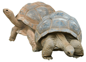 Tortoise Png Picture