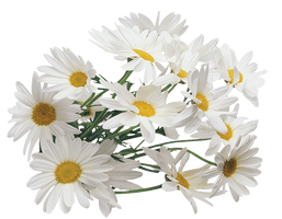 Camomile Png Image