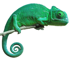 Chameleon - Free PNG