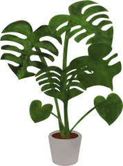 Monstera Plant Leaves - Monstera Plant Graphic Png