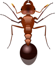 Download Ants Png Image For Free - Ants Png