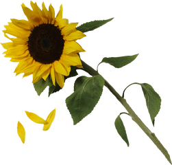 Sunflower Png - Png