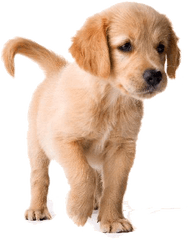 Golden Retriever Puppy Png Image - Golden Retriever Puppy Png