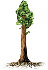 Giant Redwood Tree Clipart Png Image - Sequoia Illustration