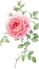 1 Blooming Rose Watercolor - Rose Watercolor Flower Painting Png