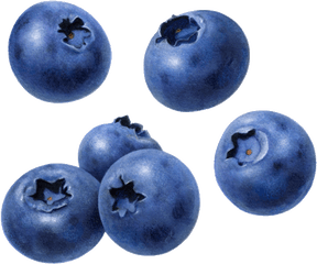 Blueberry Fruit - Clipart Transparent Background Blueberry Png