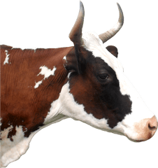 Cow Head Png - Dairy Cow