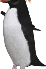 Penguin Clipart Macaroni - AdÃ£lie Penguin Penguin Png