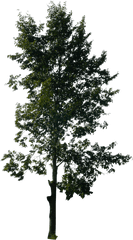 Pine Tree Free Png Transparent Image - Tall Tree No Background Png