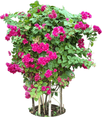 Bougainvillea Plants Png Format - Bougainvillea Plant Png