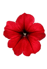 Surfinia Table Dark Red - Red Petunia Png