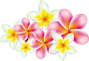 Frangipani Download HQ - Free PNG