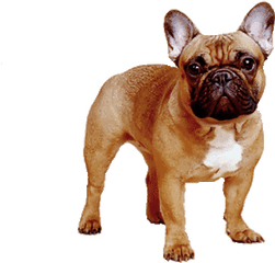 Dog Gif - Jak Wyglda Buldog Francuski Png