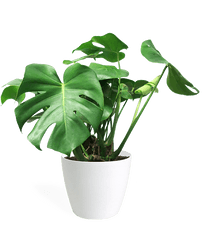 Monstera Deliciosa Houseplant - Indoor Potted Plant Transparent Background Png