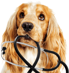 Embark Tests For Over 190 Health Conditions Dog - Pet Health Png