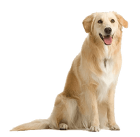 Dog Png Image