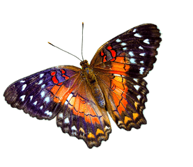 Butterfly Transparent Png Clipart - Transparent Background Real Butterfly Png