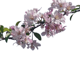 Cherry Blossom File - Free PNG