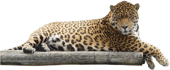 Jaguar Png - Animal Jaguar Png