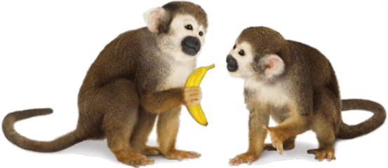 Monkey Png Transparent Background Image - Monkeys Png