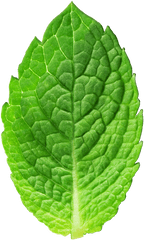 Mint Leaf Material Texture - Transparent Background Mint Leaf Png