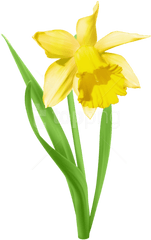 Daffodil Transparent Png - Daffodil Clipart Png